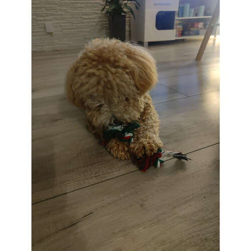 Vánoční dárek pro psa - hračky Purlov 22637