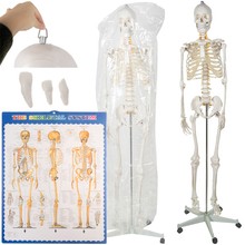 Human Skeleton - 170cm Malatec 22583