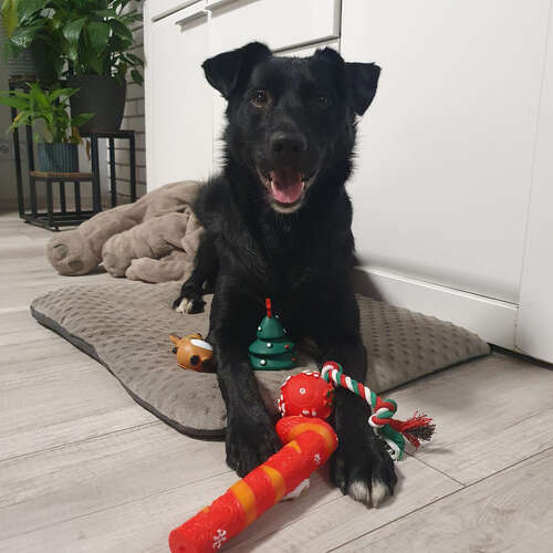 Cadeau de Noël pour un chien - Jouets Purlov 22637