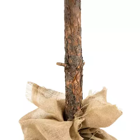 Tronc d'arbre - pin diamant 160 cm