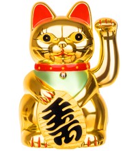 Chinesische Katze - golden
