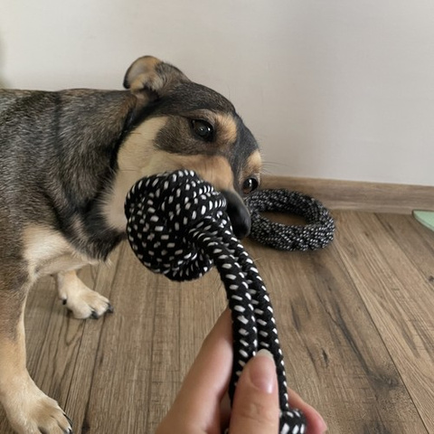 Dog toy set - 10 pcs Purlov 24388