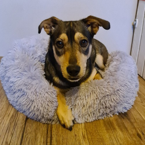 Hundebett Hairy, grau 22759