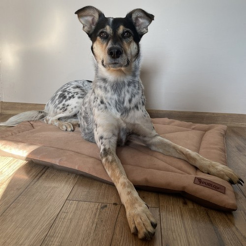 Purlov 24594 Hundebett