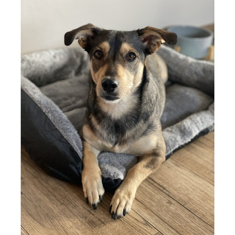 Hunde-/Katzenbett 60x45cm Purlov 24288