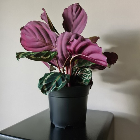 Produktionsblumentopf - Set mit 20 Stück