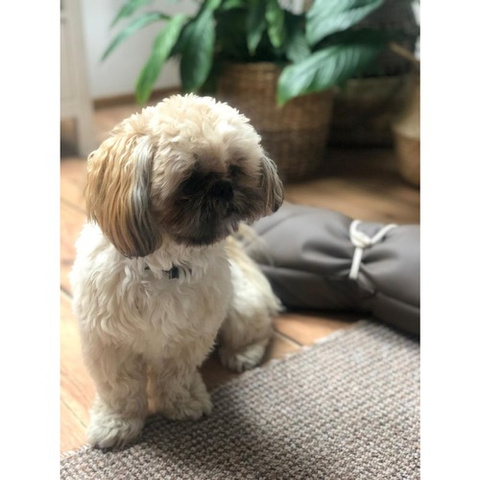 Purlov 24594 Hundebett