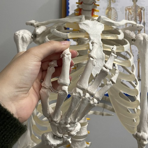 Human Skeleton - 170cm Malatec 22583