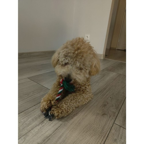 Christmas gift for dog - toys Purlov 22637