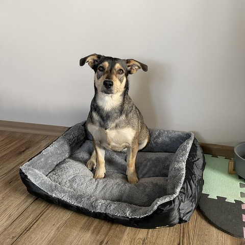 Dog/cat bed 60x45cm Purlov 24288