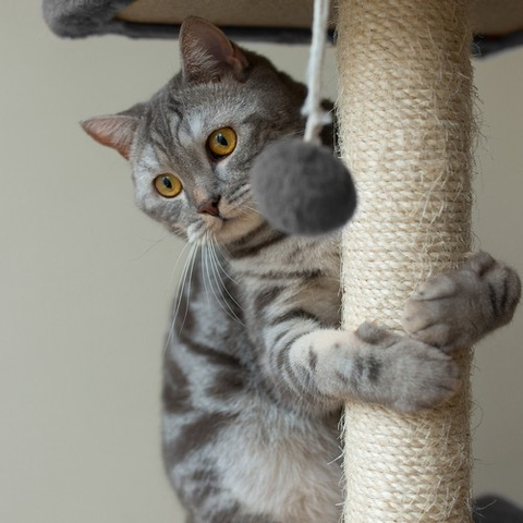 Cat tree 71cm gray Purlov 21712