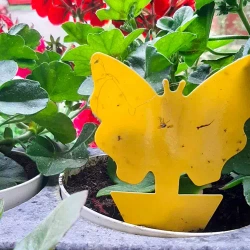 Insect glue - 12 pcs. Repest 19053