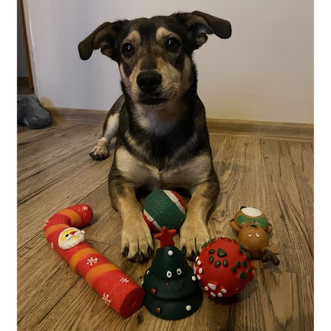 Cadeau de Noël pour un chien - Jouets Purlov 22637