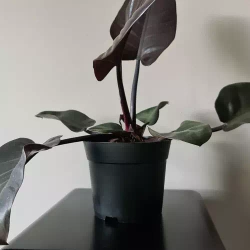 Produktionsblumentopf - Set mit 500 Stück