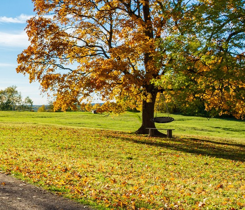 Stork's nest swing 100 cm black