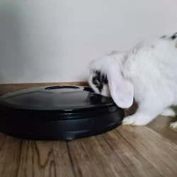 Automatic feed dispenser Purlov 20759