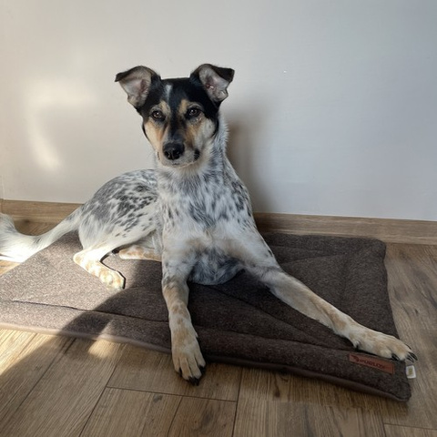 Dog bed Purlov 24593