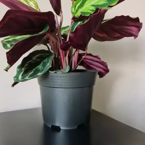 Production pot - set of 500 pieces