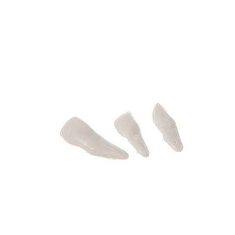 Menschliches Skelett - 170 cm Malatec 22583