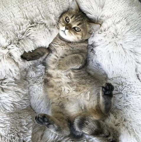 Hundebett Hairy, grau 22759