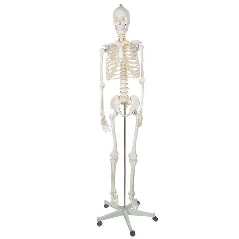Human Skeleton - 170cm Malatec 22583