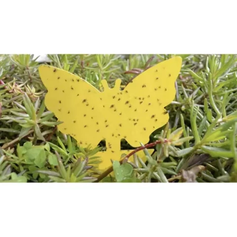 Insektenstäbchen - 12 Stk. Repest 19053