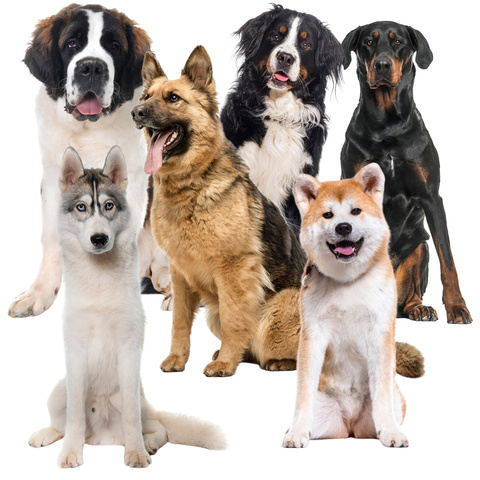 Mata chłodząca dla zwierząt 110x70cm Purlov 25536