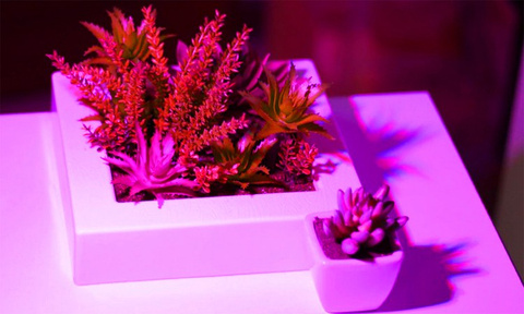 Lampe 200 LED pour la croissance des plantes