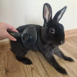 Self-cleaning fur brush