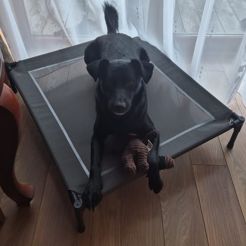 Panier couvert pour chien Purlov 25428