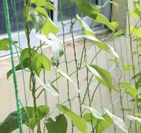 Mesh - plant support 2x10m Gardlov 23978