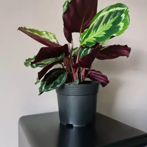 Production pot - set of 500 pieces