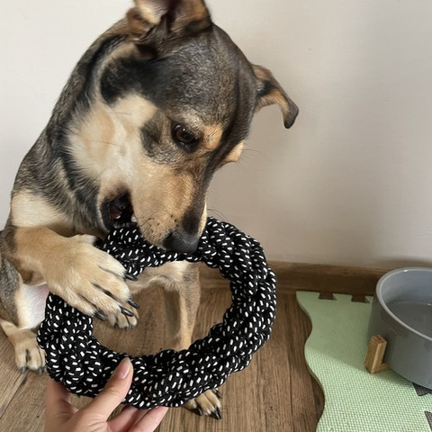 Set Hundespielzeug - 10 Stück Purlov 24388