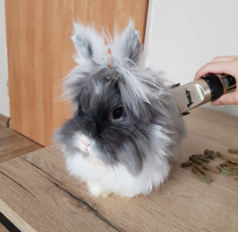 Hundeschermaschine - Purlov 24089 Set