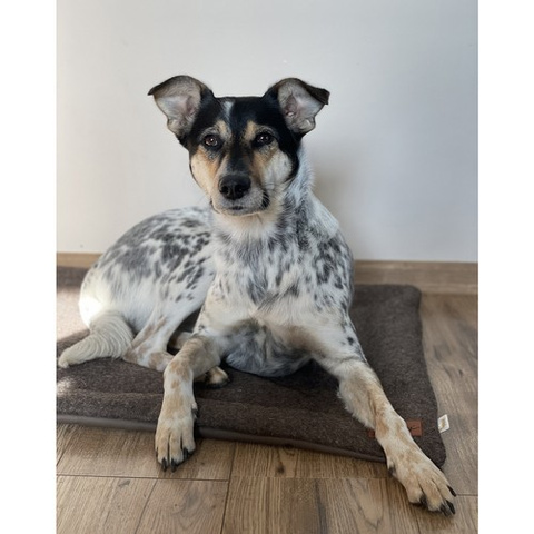 Dog bed Purlov 24593