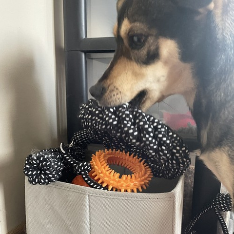 Set Hundespielzeug - 10 Stück Purlov 24388