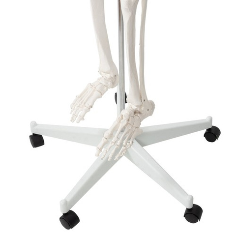 Human Skeleton - 170cm Malatec 22583