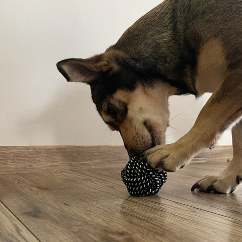 Ensemble de jouets pour chiens-10 pièces Purlov 24388