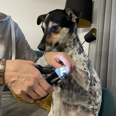 Purlov 24739 Nagelknipser für Hunde und Katzen