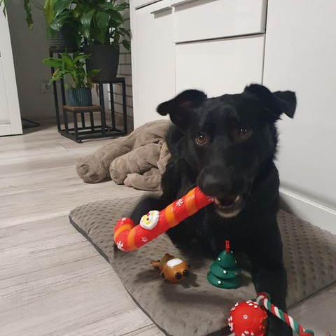 Cadeau de Noël pour un chien - Jouets Purlov 22637