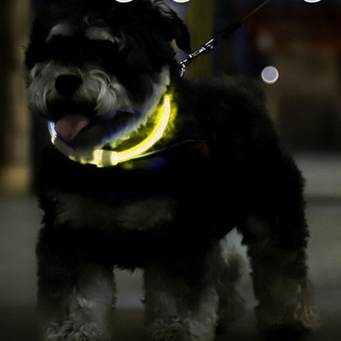 LED light collar - adjustable Purlov 24200
