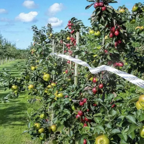 Bird scarer - 45m tape Repest 21040