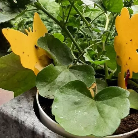 Insect glue - 12 pcs. Repest 19053