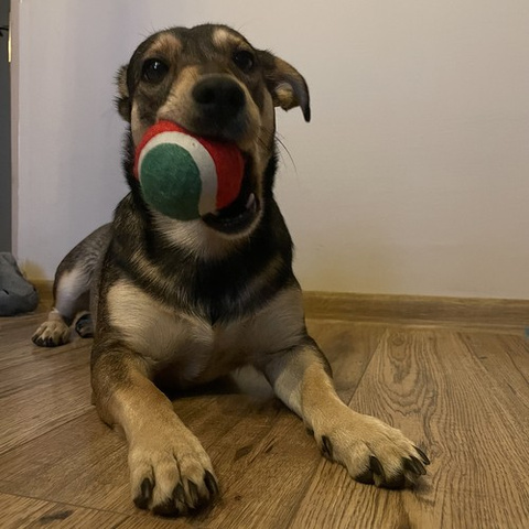 Cadeau de Noël pour un chien - Jouets Purlov 22637