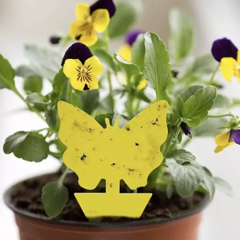 Insect glue - 12 pcs. Repest 19053