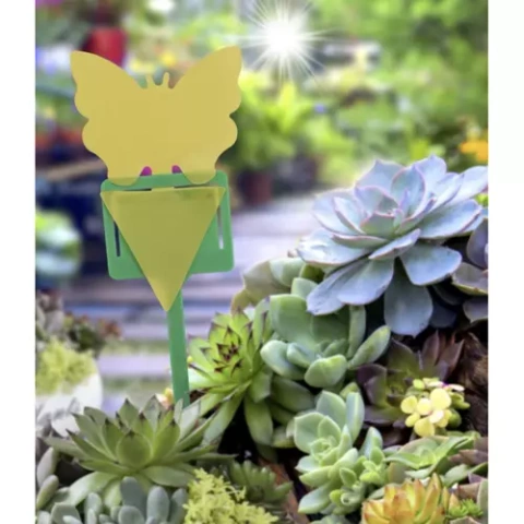 Insect glue - 12 pcs. Repest 19053