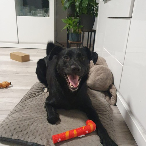 Cadeau de Noël pour un chien - Jouets Purlov 22637