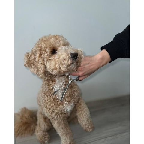 Dog grooming scissors Purlov 23186