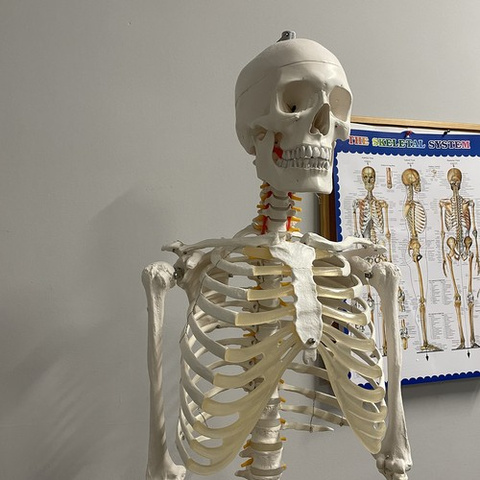 Human Skeleton - 170cm Malatec 22583