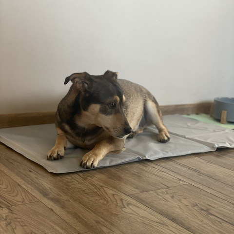 Cooling mat for animals 90x50cm Purlov 25531